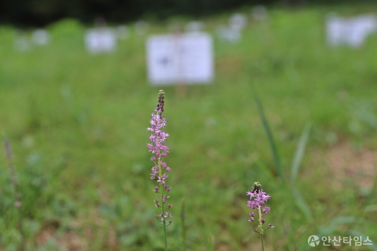 선감학원 공동묘역(안산시 선감동 산37-1)